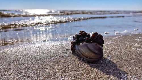 Surface level of shells on shore at beach