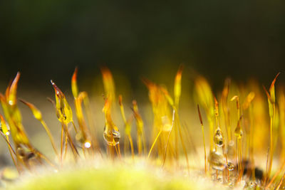 Close-up of plant against blurred background
