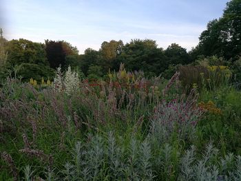 Plants and trees on field against sky