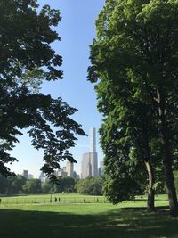 Trees in park against sky in city