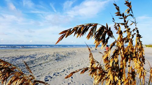 View of calm beach against blue sky