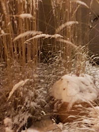 Close-up of snow covered land