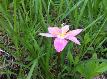 Close-up of purple flowers blooming in field