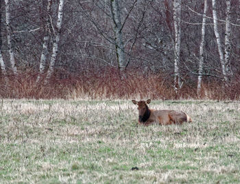 Cat on field in forest