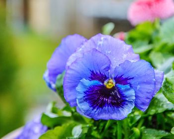 Close-up of purple flowers