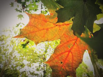 Close-up of maple leaves during autumn