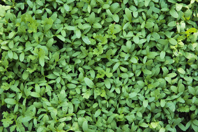 Full frame of leaves