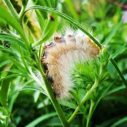 Close-up of insect on flower