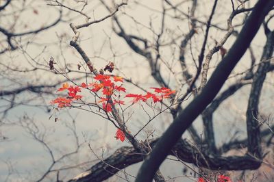 Low angle view of bare tree against the sky