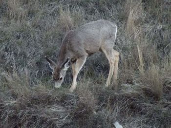 Deer standing on field