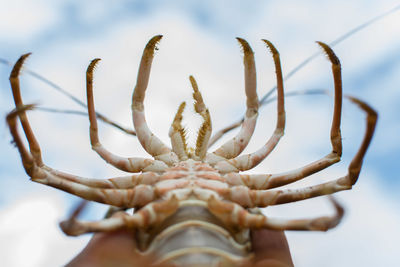 Close-up of lobster legs against cloudy sky