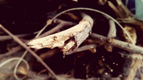 Close-up of plant against blurred background
