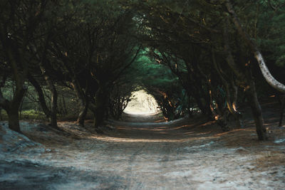 Road amidst trees in forest