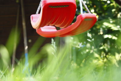 Close-up of flower blooming outdoors