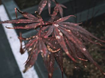 Close-up of red leaves on plant