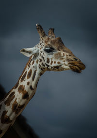 giraffe