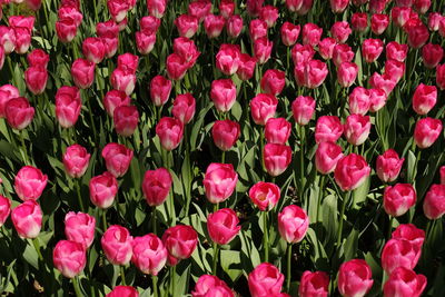 High angle view of pink flowering plants on field