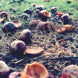 Close-up of fruits on field