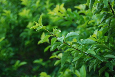 Close-up of fresh green leaves