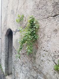 Close-up of ivy on wall