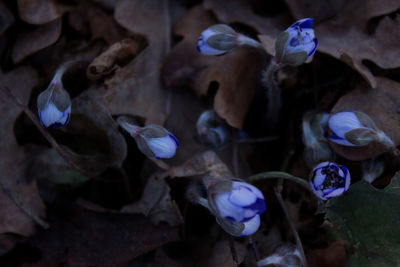 Close-up of water drops on purple flowering plant