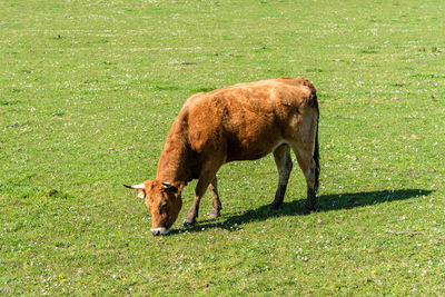 Cow grazing in the field
