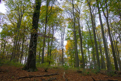 Low angle view of bamboo trees in forest