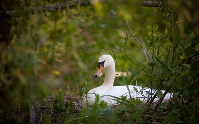 Swan in a lake