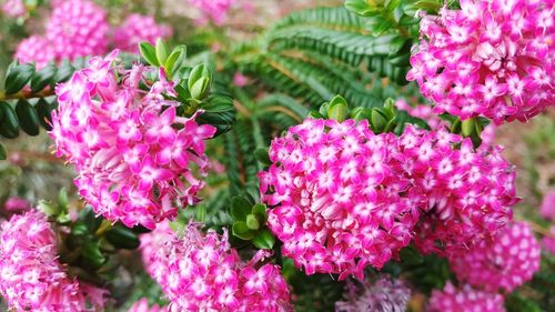 Close-up of pink flowers