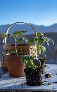 Table top view of gardening or potting bench with young tomato plants, clay pot, garden basket