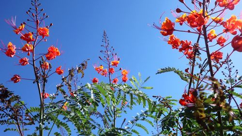 Low angle view of plants against clear sky