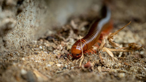 Close-up of insect on land