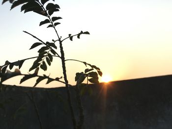 Close-up of silhouette tree against sunset