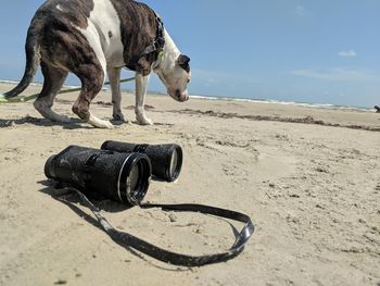 Horse cart on sand at beach against sky