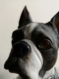 Close-up portrait of dog