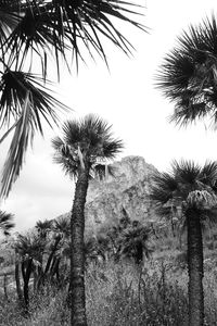 Low angle view of palm trees against sky