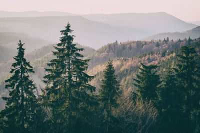 Scenic view of pine trees and mountains against sky