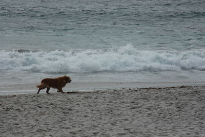 Dog running on beach