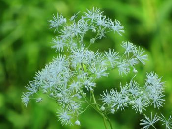 Close-up of delicate white flowering plant