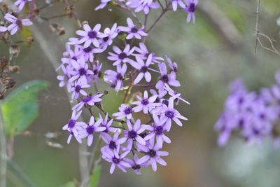 Close-up of purple flowering plants