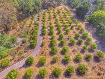 High angle view of road amidst trees on field