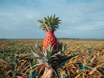 Plant growing on field against sky