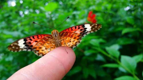 Close-up of butterfly on leaf