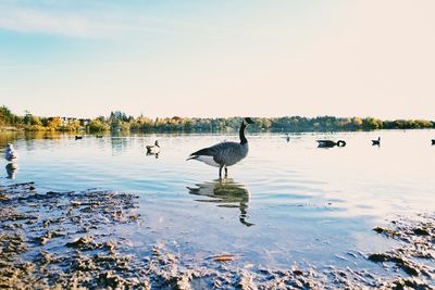 Birds swimming in lake against sky