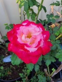 Close-up of pink rose