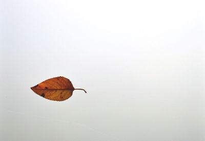 Close-up of leaf on white background