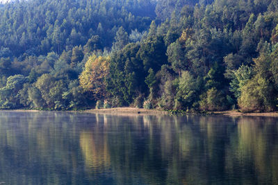 Scenic view of lake in forest