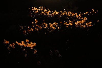 Low angle view of trees against sky at night