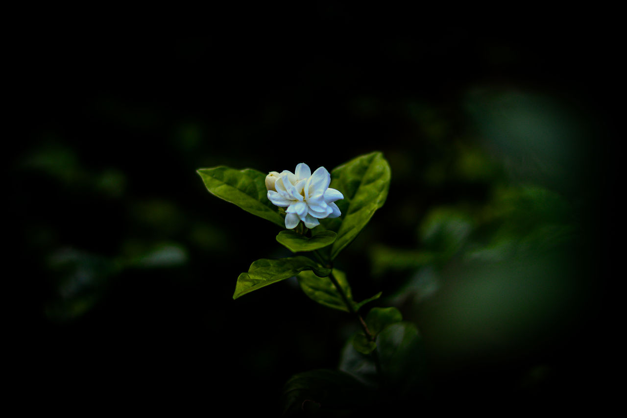 green, plant, flower, flowering plant, beauty in nature, nature, freshness, macro photography, close-up, leaf, plant part, fragility, darkness, flower head, no people, petal, black background, growth, night, outdoors, inflorescence, botany, blossom, plant stem, focus on foreground, yellow, springtime, white, copy space, dark