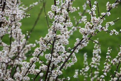 Close-up of white cherry blossoms in spring